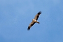 Dværgørn_20140918-0823