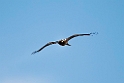 Dværgørn_20140918-0836