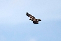 Dværgørn_20140919-0795