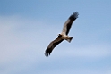 Dværgørn_20140919-0839