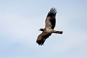 Dværgørn_20140919-0844