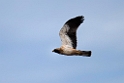 Dværgørn_20140919-0845