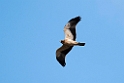 Dværgørn_20140919-0879