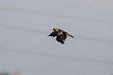 Dværgørn_20140919_DSC0916