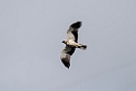 Dværgørn_20140919_DSC0920