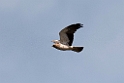Dværgørn_2014091_0942