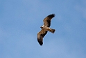 Dværgørn_20141918_0808
