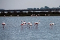 Flamingo_20140916-0716
