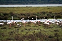 Flamingo_20140916_0721