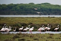 Flamingo_20140916_0725