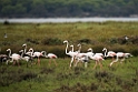 Flamingo_20140916_0733