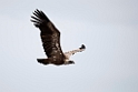 Flamingo_20140916_0751