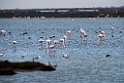 Flamingo_20140916_DSC0712
