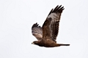 Hvepsevåge_20140918-0749