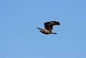Hvepsevåge_20140919_DSC0898