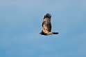 Hvepsevåge_20140920_0956