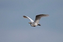 Kohejre_20140919_0864
