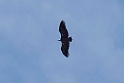 Rupell's Vulture_20140920_DSC0969