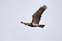 Slangeørn_20140919-0774