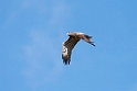 Slangeørn_20140919_DSC0927