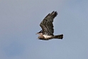 Slangeørn_20140919_DSC0941