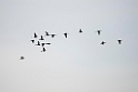 Stor Kobbersneppe_20140916-0705