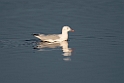 Tyndnæbbet måge_20140916-0701