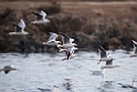 Tyndnæbbet måge_20140916-0709