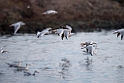 Tyndnæbbet måge_20140916-0711