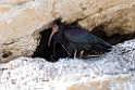 Eremit ibis.20170323_6985