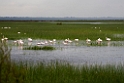 Flamingo.20170326_6851