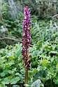 Himamtoglossum rubertianum.20170322_6793