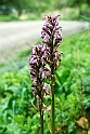 Himantoglossum robertianum.20170322_6758