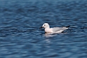 Tyndnæbbet måge20170324_6949