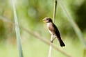 Grosbeak weaver001