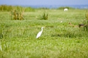 Manyara Yellow-billed heron