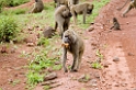Manyara baboon00
