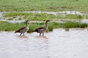 Manyara nilgås