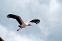 Manyara painted stork01