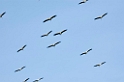 Manyara painted stork02