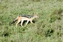 Ndutu Black-backed Jakal