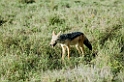 Ndutu Black-backed Jakal00