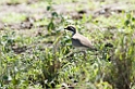 Ndutu Bronze-winged Courser00