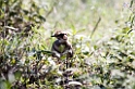 Ndutu Bronze-winged Courser01