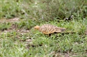Ndutu Chestnut-bellied Sandgrause01