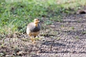 Ndutu Cocoi Francolin00