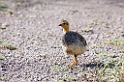 Ndutu Cocoi Francolin01