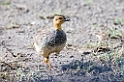 Ndutu Cocoi Francolin02