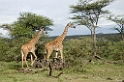 Ndutu Giraf