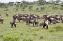 Ndutu Gnu flok02